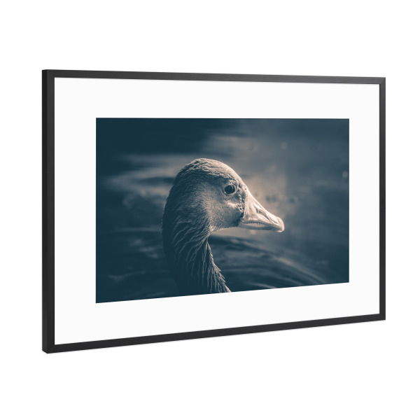 Poster mit Rahmen Schwarz (Metallic) "Graugans" artboxONE - Natur,Tiere
