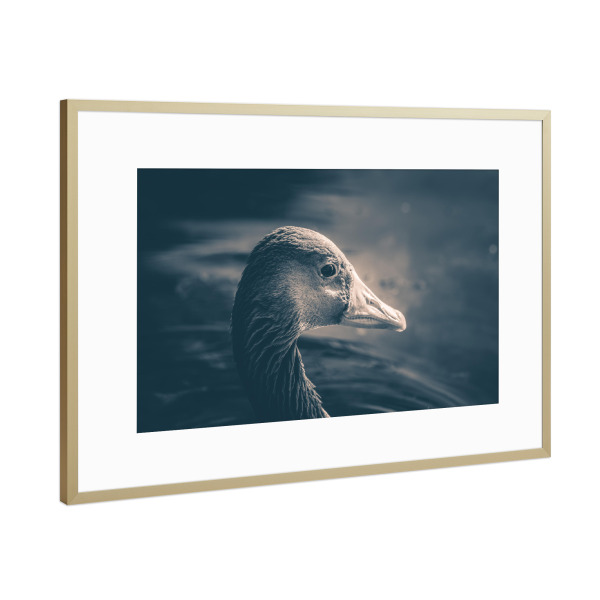 Poster mit Rahmen Gold "Graugans" artboxONE - Natur,Tiere - Gans,Graugans,Vogel,Wasservogel,Rheinaue,Bird,Animal,Tier,Portrait,Nahaufnahme,Closeup