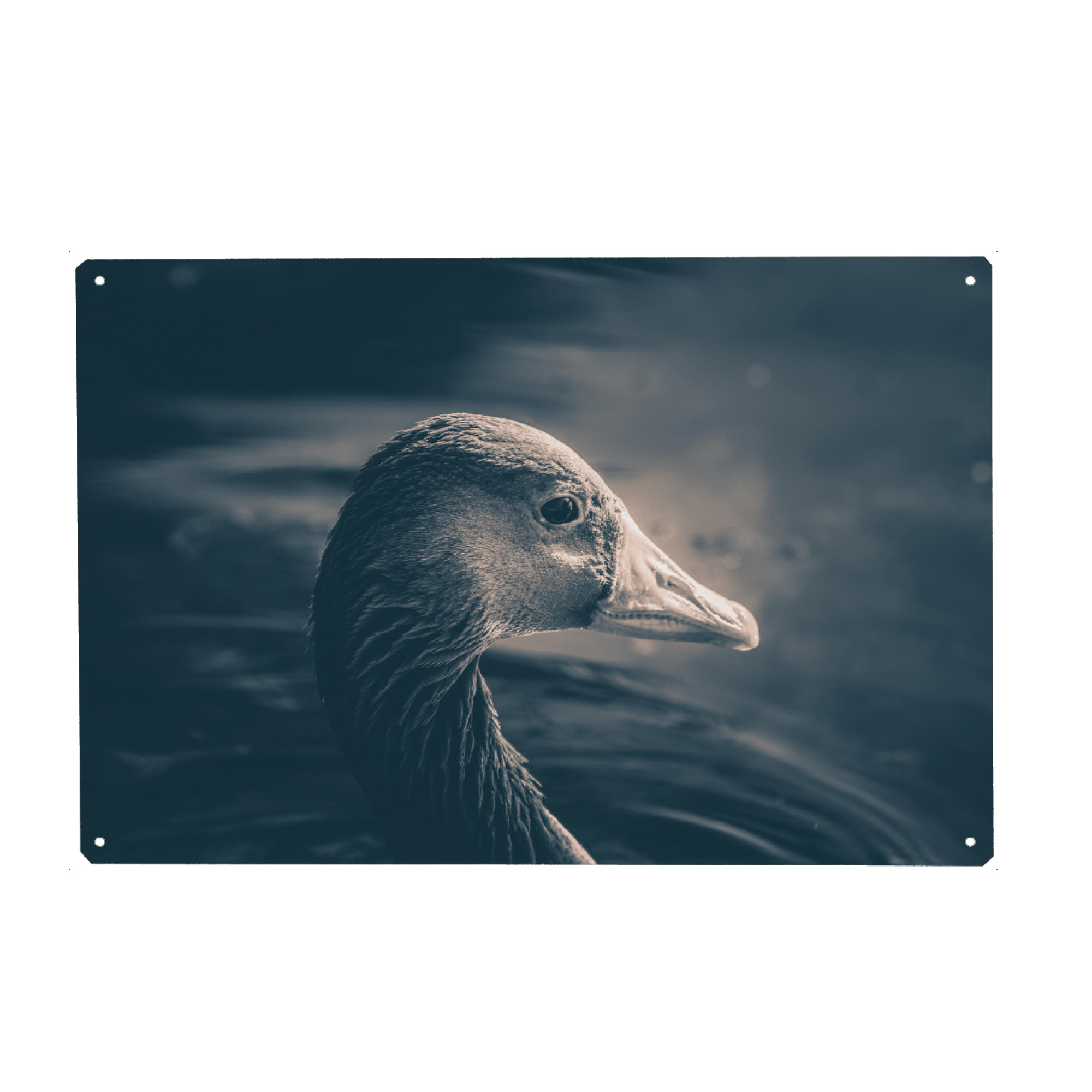 Holzbild "Graugans" artboxONE - Natur,Tiere - Gans,Graugans,Vogel,Wasservogel,Rheinaue,Bird,Animal,Tier,Portrait,Nahaufnahme,Closeup