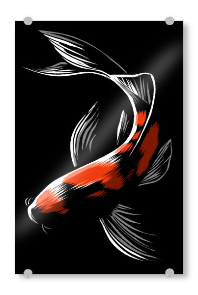 Acrylglasbild "Japanese carp" artboxONE - Tiere,Unterwasser - Japan,Japanese,Carp,Carpa,Ocean,Fish,Fisch,Wasser,Water