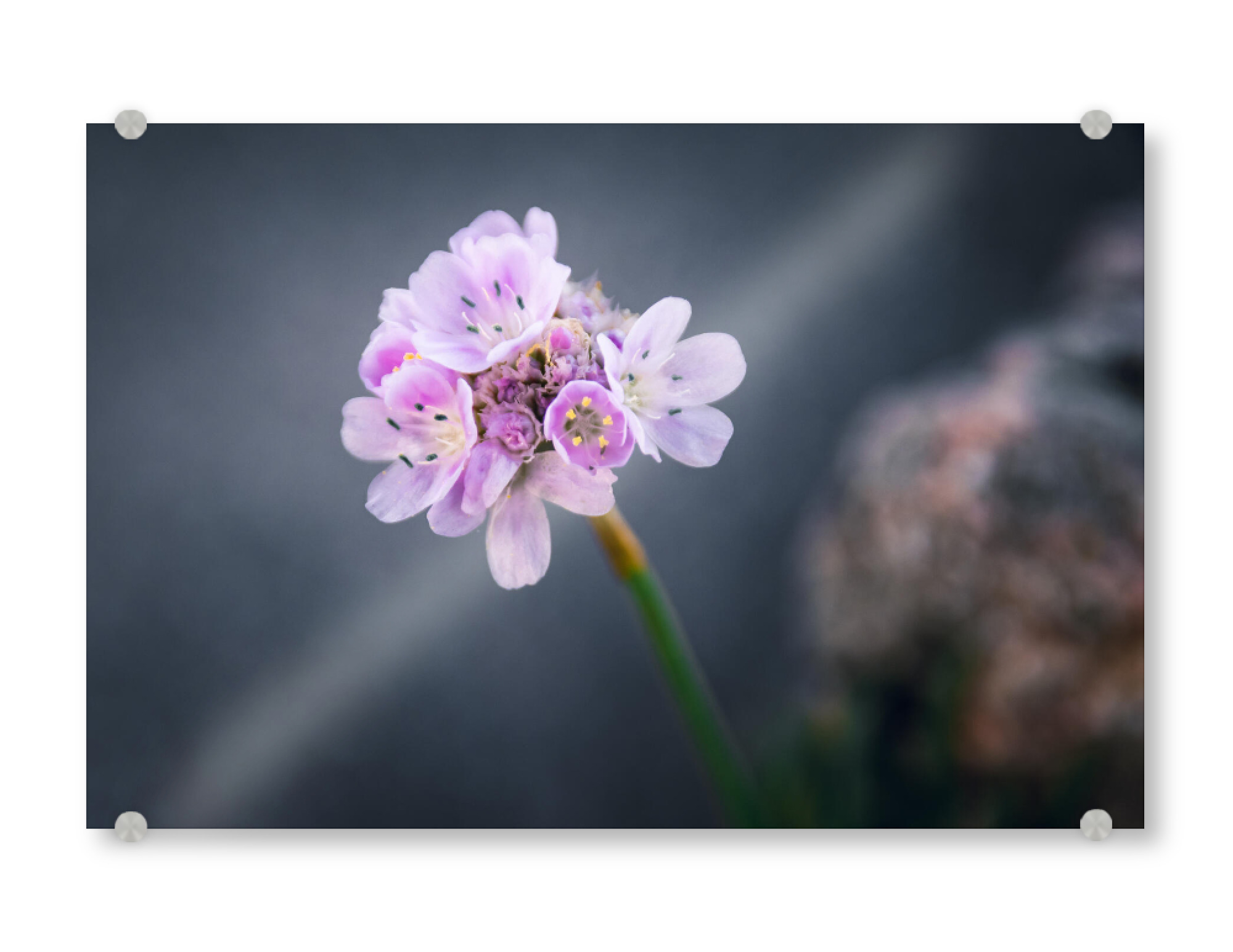 Acrylglasbild "Strand-Grasnelke" artboxONE - Natur,Floral,Reise / Strand und Meer