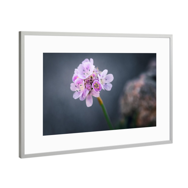 Poster mit Rahmen Silber "Strand-Grasnelke" artboxONE - Natur,Floral,Reise / Strand und Meer