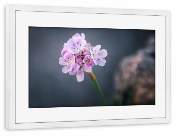 Poster mit Rahmen weiß "Strand-Grasnelke" artboxONE - Natur,Floral,Reise / Strand und Meer