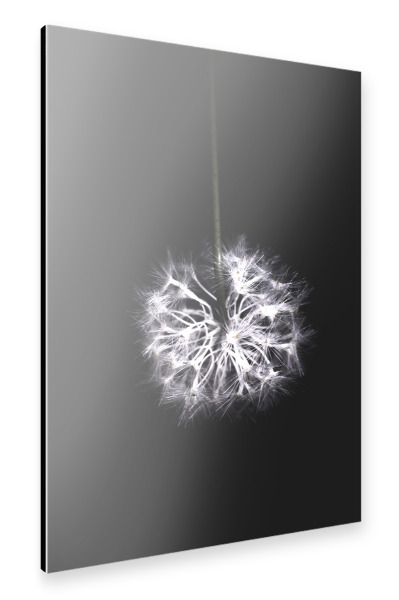 Alu-Dibond "Pusteblume" 30x20 cm artboxONE