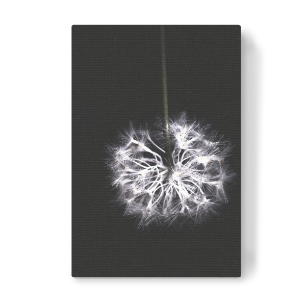 Leinwandbild "Pusteblume" artboxONE - Natur,Floral,Abstrakt,Schwarzweiß