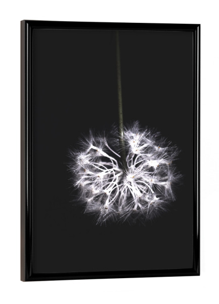 Poster mit schwarzem Rahmen "Pusteblume" artboxONE - Natur,Floral,Abstrakt,Schwarzweiß