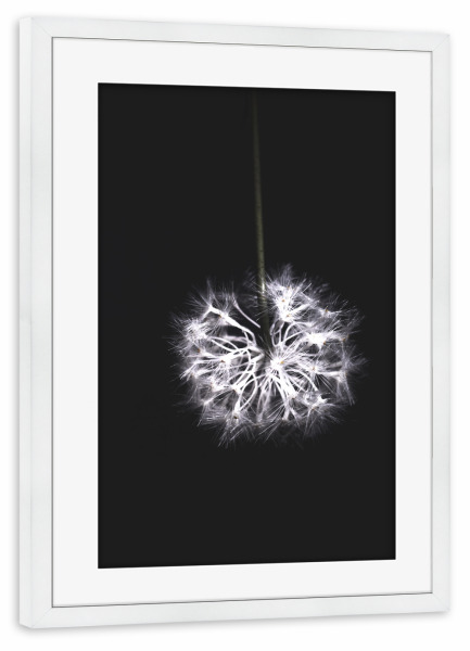 Poster mit Rahmen weiß "Pusteblume" artboxONE - Natur,Floral,Abstrakt,Schwarzweiß