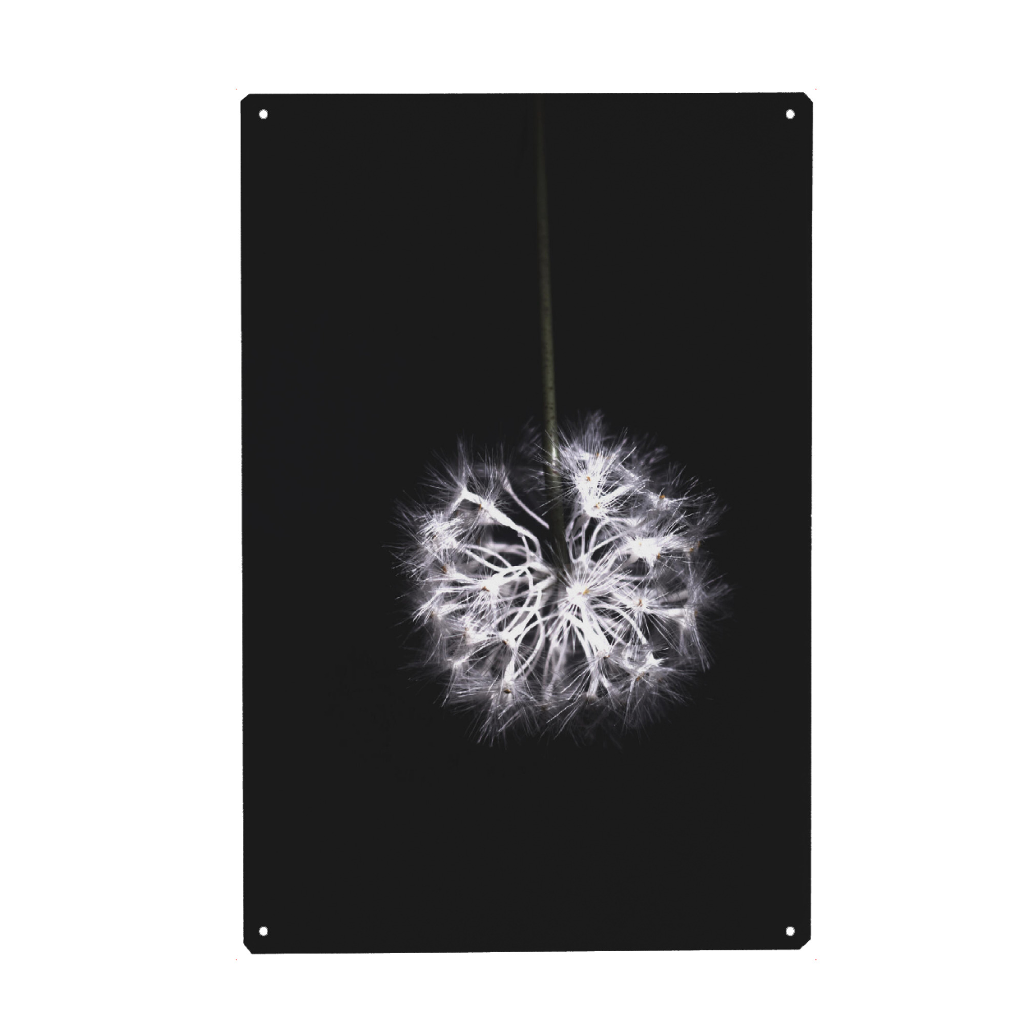 Holzbild "Pusteblume" artboxONE - Natur,Floral,Abstrakt,Schwarzweiß