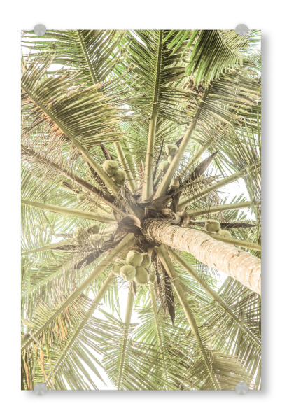 Acrylglasbild "Coco A" artboxONE - Natur,Floral,Abstrakt