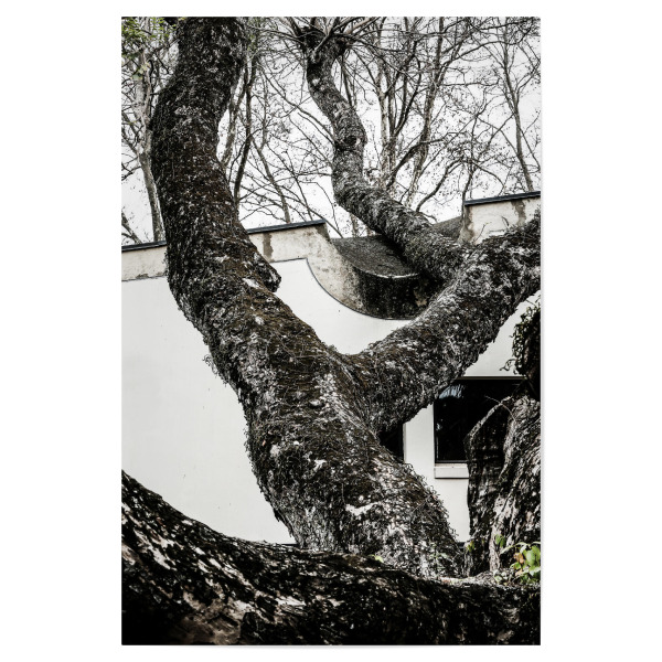 Poster 30x20 cm "Archi-tek A" artboxONE - Natur,Architektur - Architecture,Window,Architektur,Black and white,Contrast,Nature,Manmade,Leafs,Baum,Tree