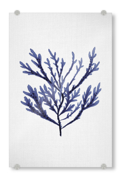 Acrylglasbild "Watercolor Seaweed" artboxONE - Natur,Floral,Abstrakt,Reise / Strand und Meer,Unterwasser