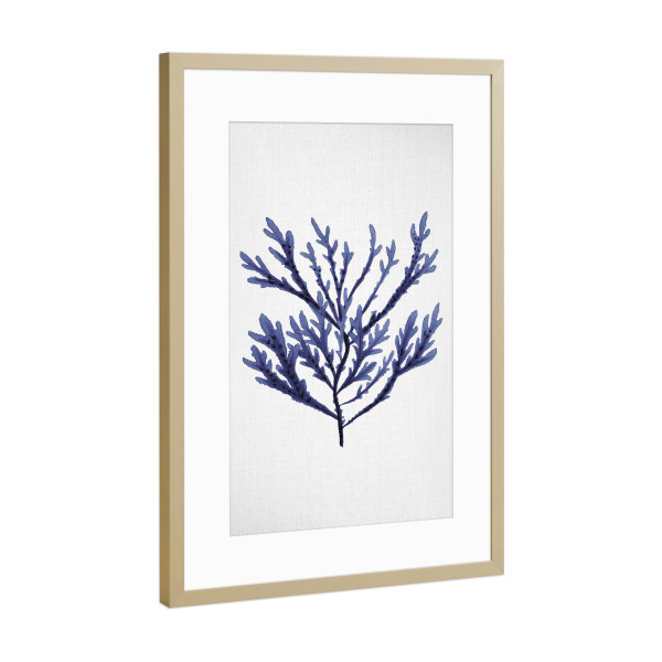 Poster mit Rahmen Gold "Watercolor Seaweed" artboxONE - Natur,Floral,Abstrakt,Reise / Strand und Meer,Unterwasser