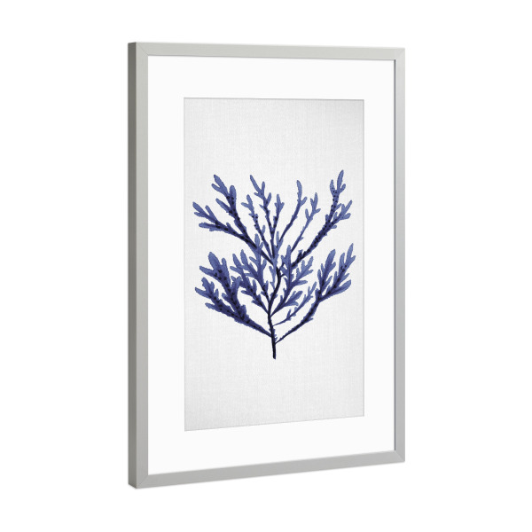 Poster mit Rahmen Silber "Watercolor Seaweed" artboxONE - Natur,Floral,Abstrakt,Reise / Strand und Meer,Unterwasser