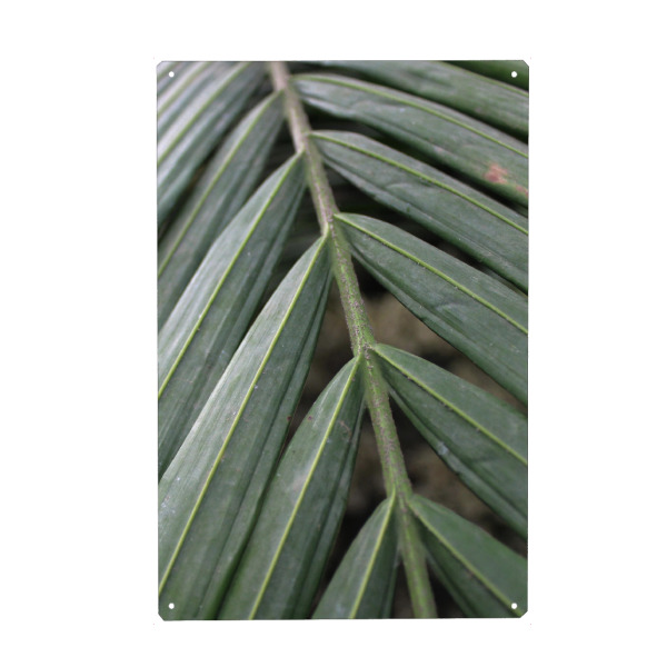 Metall Poster "Green tropic leave" artboxONE - Natur