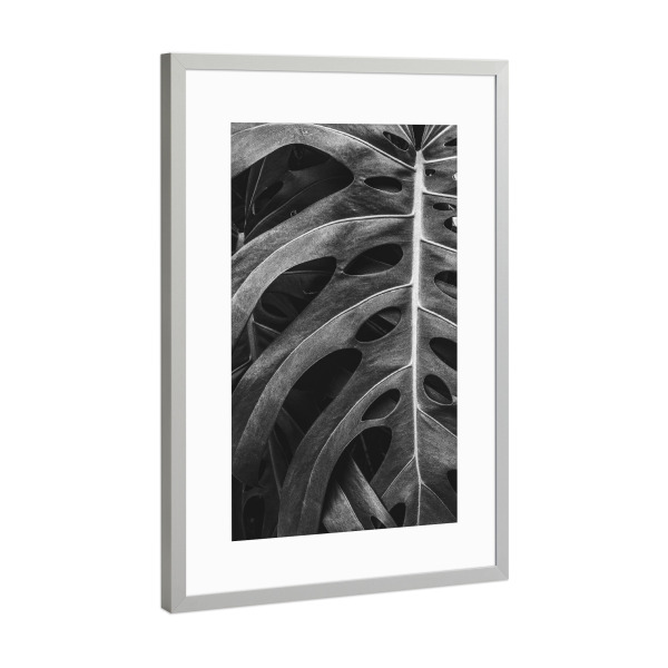 Poster mit Rahmen Silber "BW MONSTERA" artboxONE - Natur - Nature,Foliage,Leaf,Monstera,Garden,Bw,Natur,Blatt,Schwarzweiß,Blackandwhite