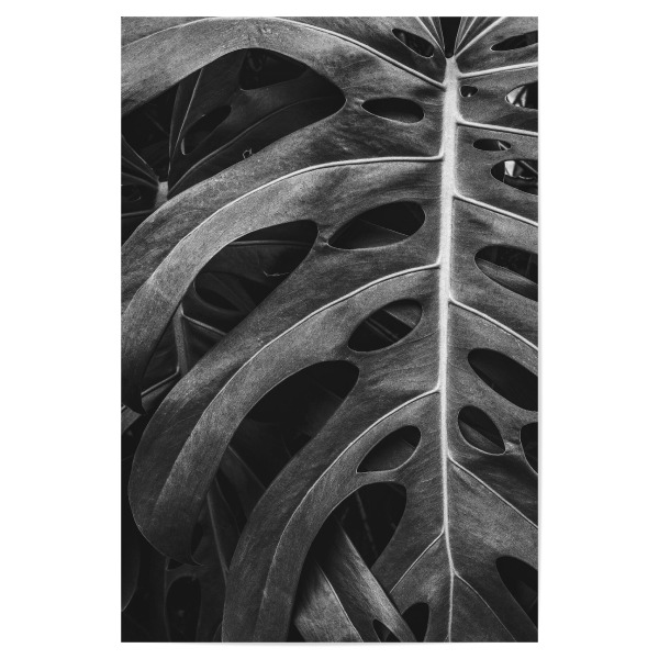 Poster 30x20 cm "BW MONSTERA" artboxONE - Natur - Nature,Foliage,Leaf,Monstera,Garden,Bw,Natur,Blatt,Schwarzweiß,Blackandwhite