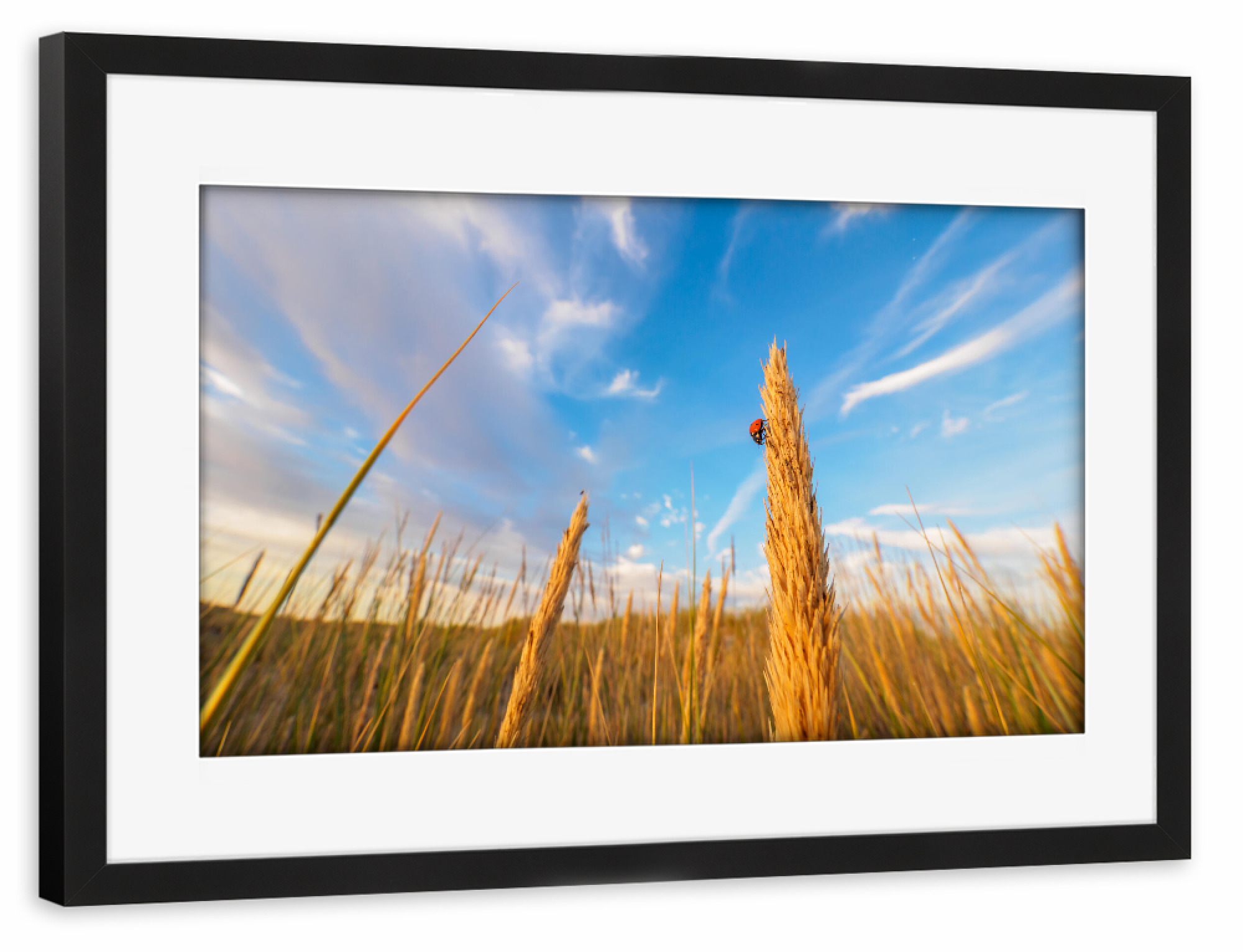 Poster mit Rahmen schwarz "Sommerfeld" artboxONE - Natur,Tiere