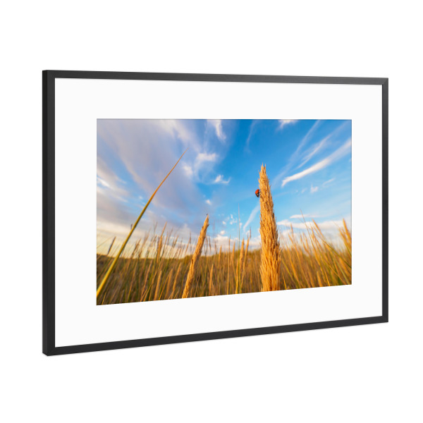 Poster mit Rahmen Schwarz (Metallic) "Sommerfeld" artboxONE - Natur,Tiere