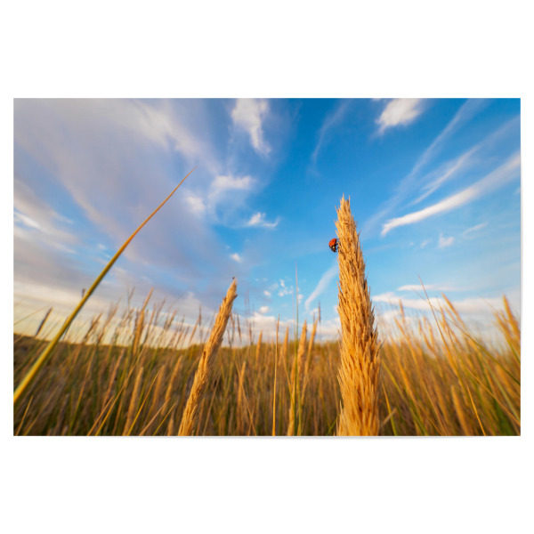 Poster 30x20 cm "Sommerfeld" artboxONE - Natur,Tiere