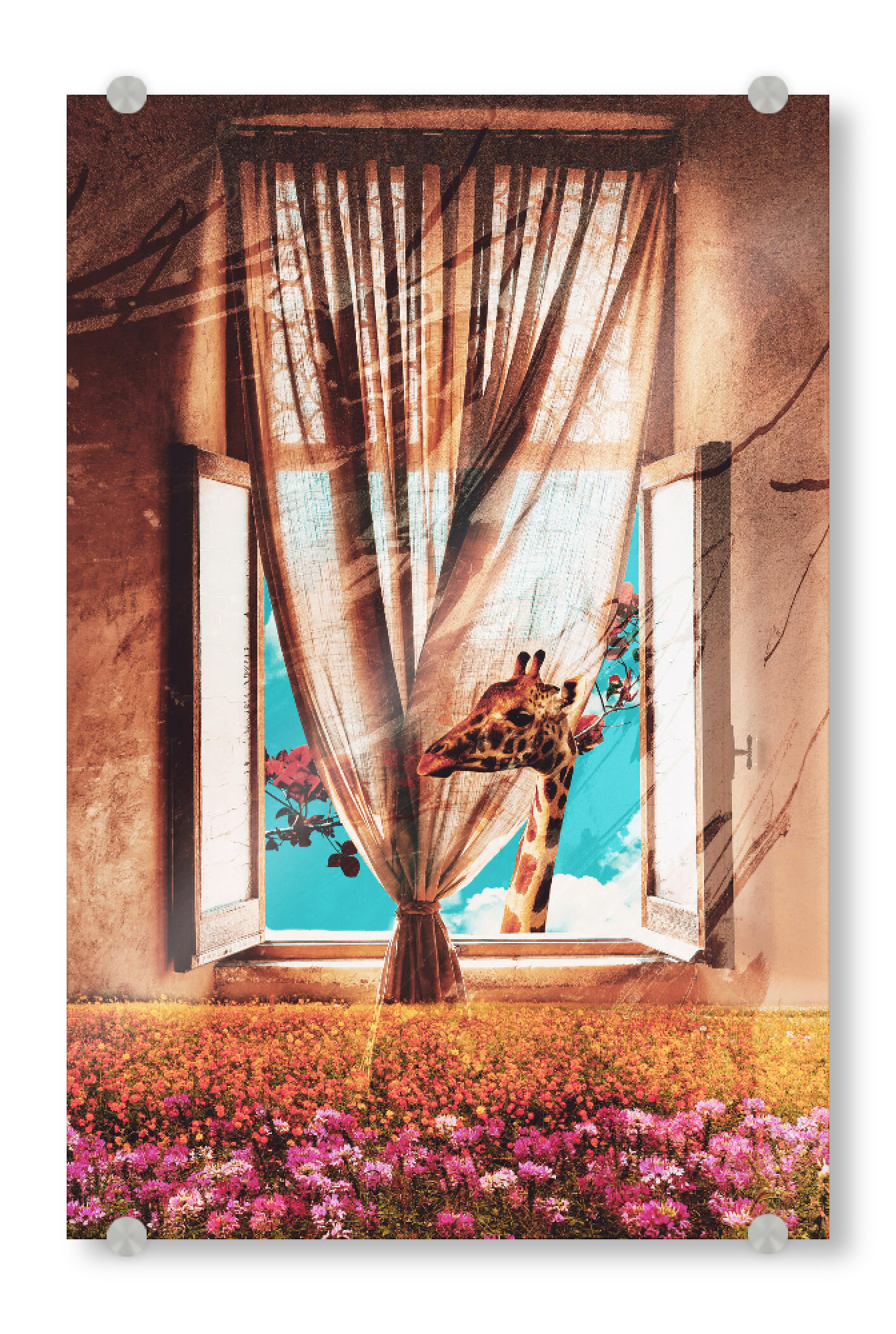 Acrylglasbild "Giraffe on the window" artboxONE - Natur,Floral,Tiere,Architektur