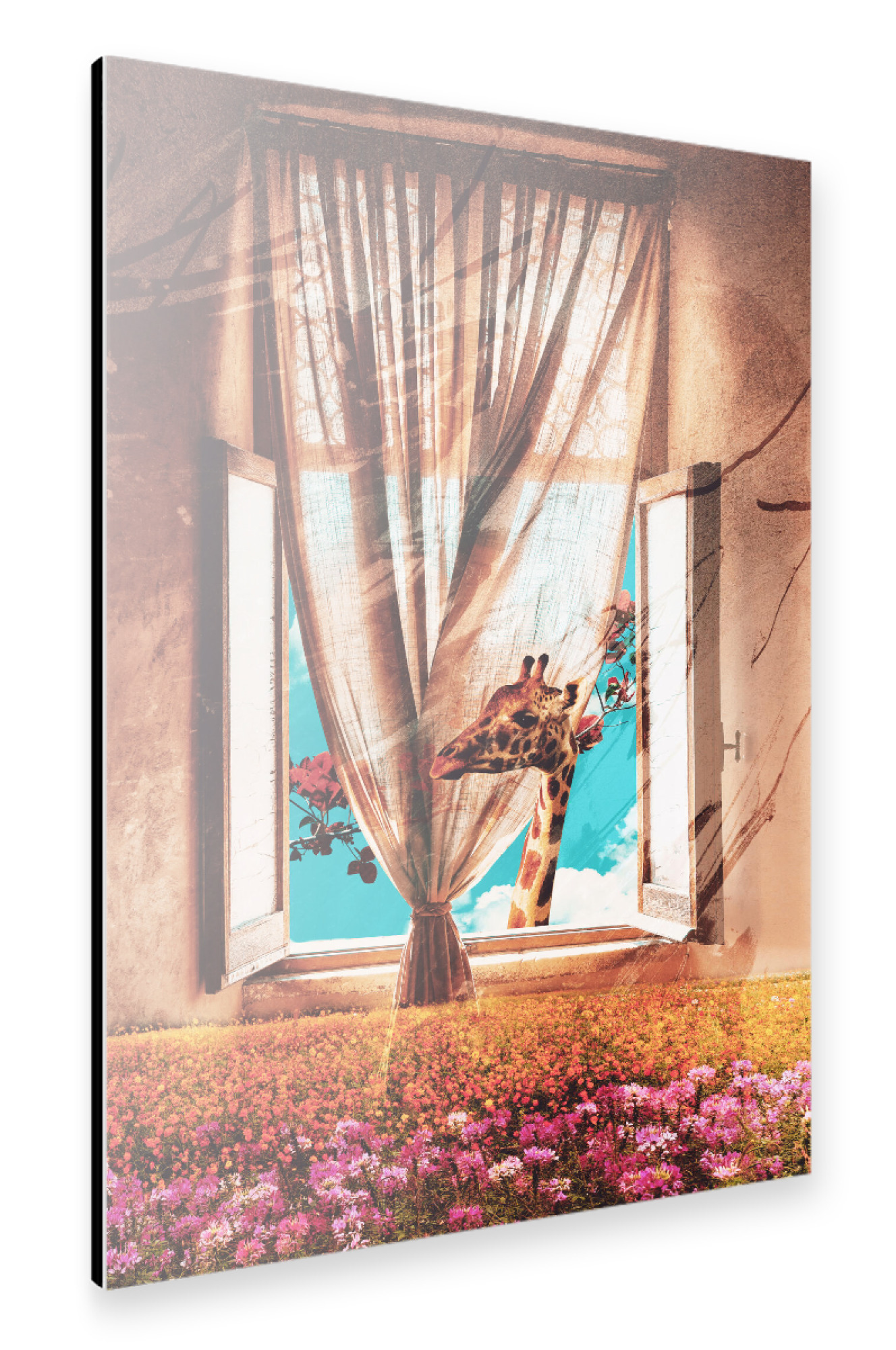 Alu-Dibond "Giraffe on the window" 75x50 cm artboxONE