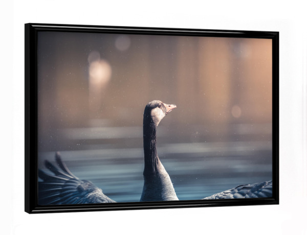 Poster mit schwarzem Rahmen "Kanadagans" artboxONE - Natur,Tiere