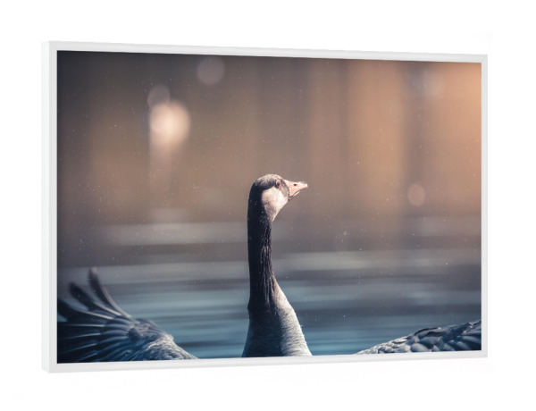 Poster mit weißem Rahmen "Kanadagans" artboxONE - Natur,Tiere - Gans,Kanadagans,Vogel,Rhein,Rheinaue,Wildlife,Bird,Water,Wasser,Nahaufnahme,Closeup