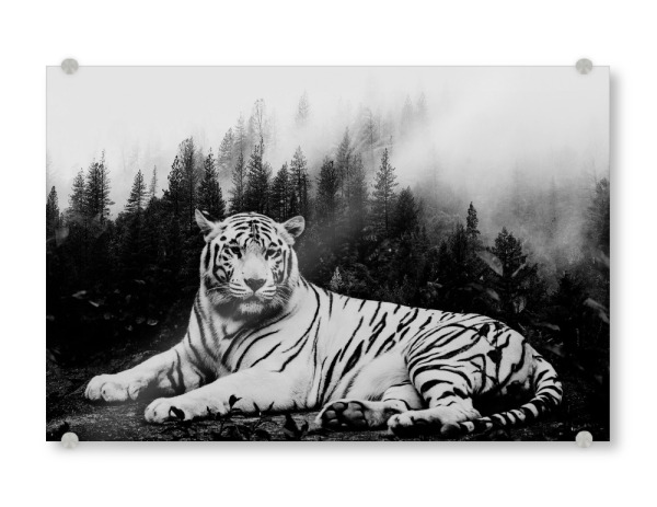 Acrylglasbild "Tiger & Forest Black White" artboxONE - Natur,Tiere - Tiger,Cat,Animal,Nature,Wild,Wildlife,Tier,Schwarzweiß,Blackabdwhite,Wald,Forest