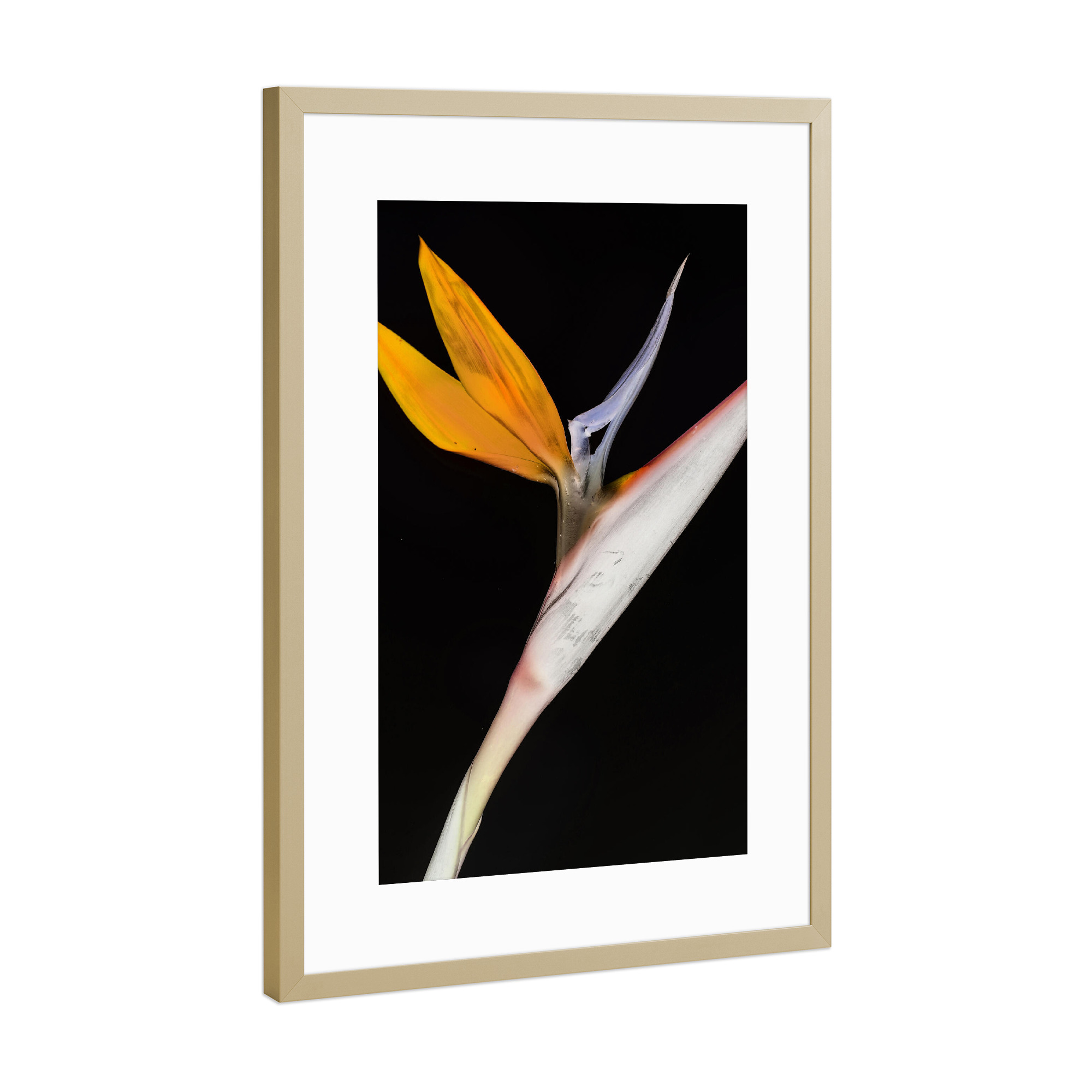 Poster mit Rahmen Gold "Bird of Paradise A" artboxONE - Natur,Abstrakt - Plant,Nature,Life,Botanical,Botanik,Minimalist,Orange,Natur,Pflanze