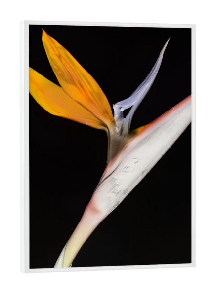Poster mit weißem Rahmen "Bird of Paradise A" artboxONE - Natur,Abstrakt - Plant,Nature,Life,Botanical,Botanik,Minimalist,Orange,Natur,Pflanze