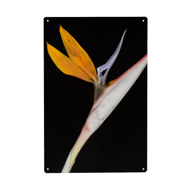 Metall Poster "Bird of Paradise A" artboxONE - Natur,Abstrakt - Plant,Nature,Life,Botanical,Botanik,Minimalist,Orange,Natur,Pflanze - Blechschild