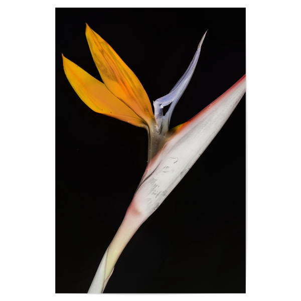 Poster 30x20 cm "Bird of Paradise A" artboxONE - Natur,Abstrakt - Plant,Nature,Life,Botanical,Botanik,Minimalist,Orange,Natur,Pflanze