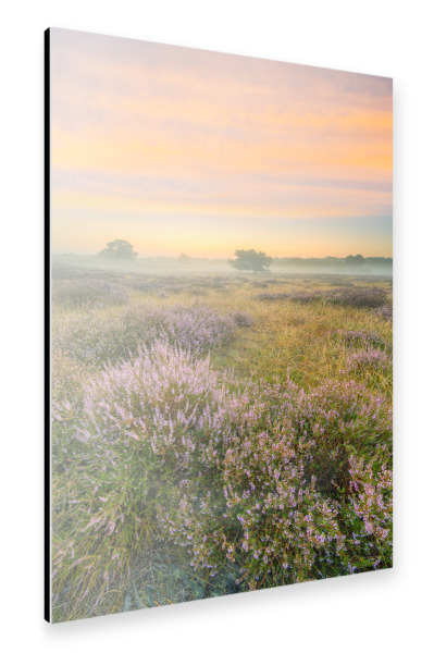Alu-Dibond "Morgenstimmung in der Heide" 30x20 cm artboxONE