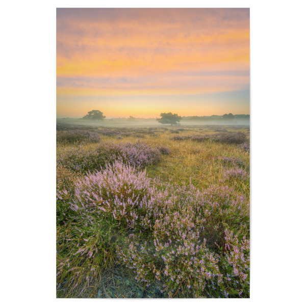 Poster 30x20 cm "Morgenstimmung in der Heide" artboxONE - Natur,Reise / Länder