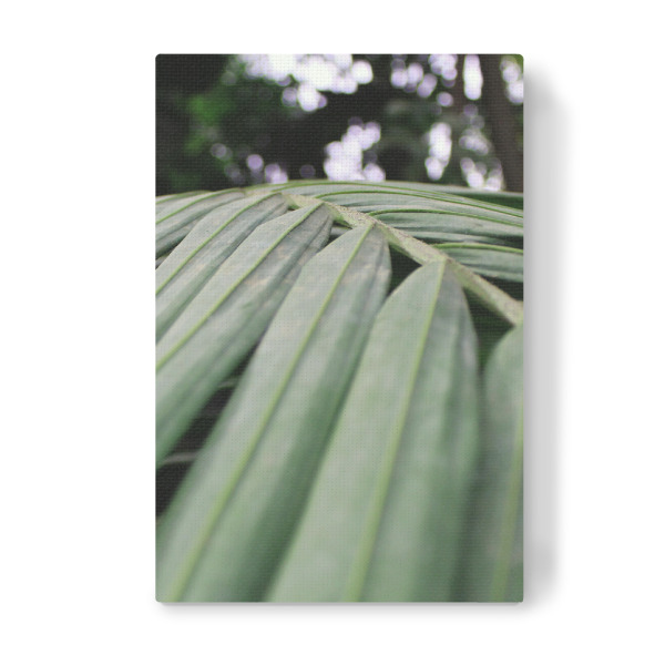 Leinwandbild "Green leave" artboxONE - Natur - Nature,Tropic,Natur,Blatt,Leaf,Closeup,Nahaufnahme,Tropisch