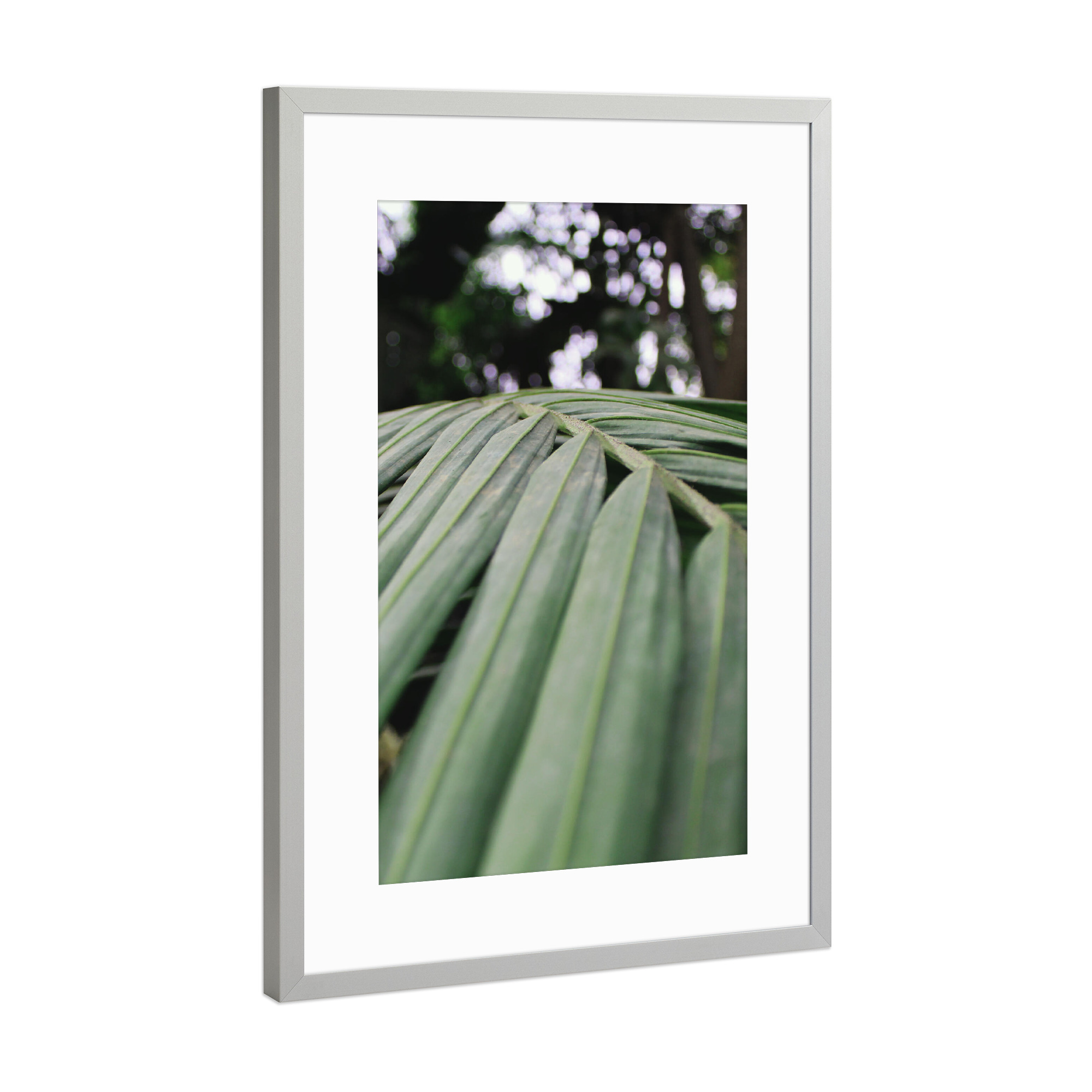 Poster mit Rahmen Silber "Green leave" artboxONE - Natur - Nature,Tropic,Natur,Blatt,Leaf,Closeup,Nahaufnahme,Tropisch
