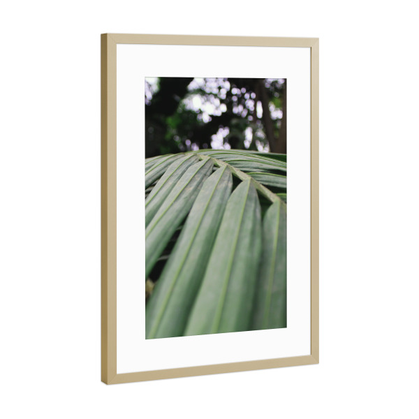 Poster mit Rahmen Gold "Green leave" artboxONE - Natur - Nature,Tropic,Natur,Blatt,Leaf,Closeup,Nahaufnahme,Tropisch