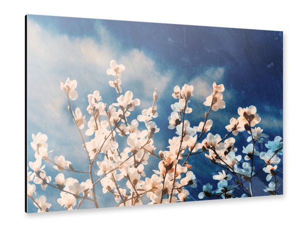 Alu-Dibond "Blue sky and flowers" 30x20 cm artboxONE