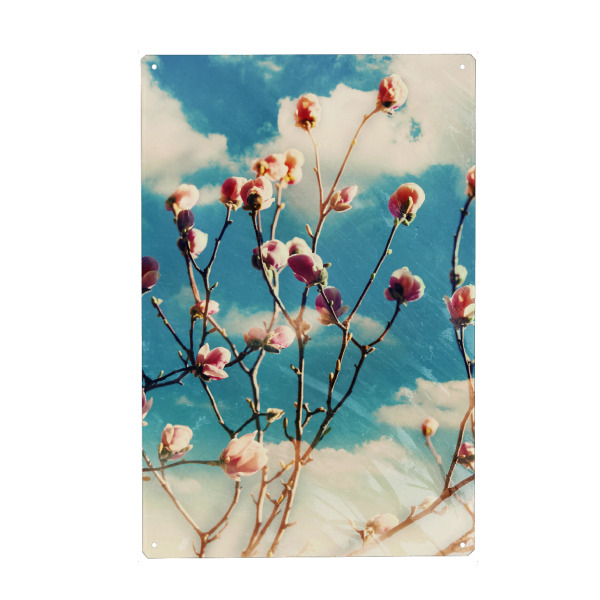 Metall Poster "Blue sky and magnolia" artboxONE - Natur,Floral