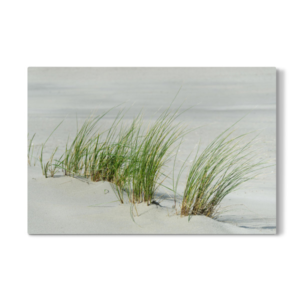 Galerie-Print "Gräser am Strand" 30x20 cm artboxONE