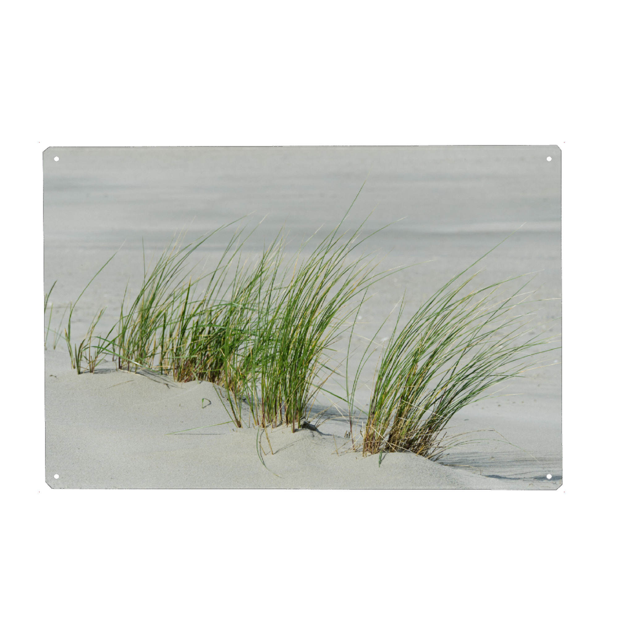 Metall Poster "Gräser am Strand" artboxONE - Natur,Reise,Reise / Strand und Meer