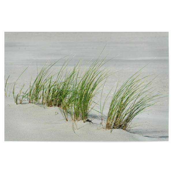 Poster 30x20 cm "Gräser am Strand" artboxONE - Natur,Reise,Reise / Strand und Meer