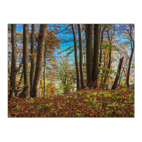 Puzzle Ravensburger "Ostseeküste im Herbst" artboxONE - Natur,Reise,Reise / Strand und Meer,Reise / Länder