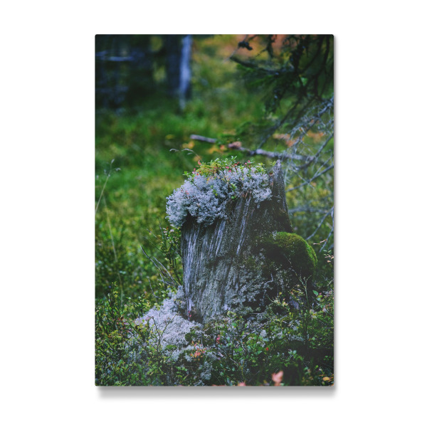 Galerie-Print "Baumstumpf" 30x20 cm artboxONE