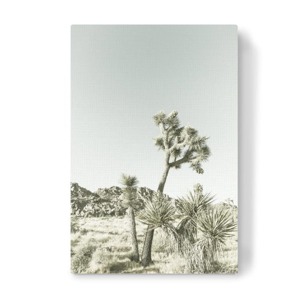 Leinwandbild "Vintage Joshua Trees" artboxONE - Natur,Reise / Länder