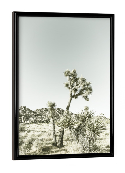 Poster mit schwarzem Rahmen "Vintage Joshua Trees" artboxONE - Natur,Reise / Länder