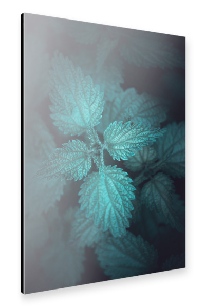 Alu-Dibond "Gloomy Nettle" 30x20 cm artboxONE
