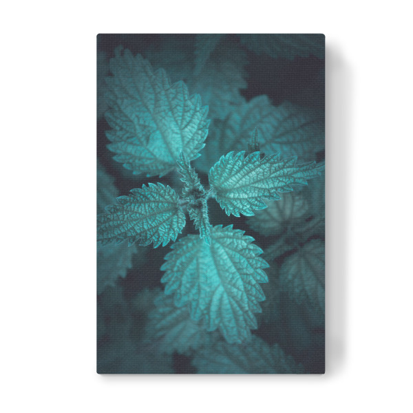 Leinwandbild "Gloomy Nettle" artboxONE - Natur,Floral - Brennnessel,Pflanze,Blätter,Dunkel,Urtica,Gloomy,Plant,Natur,Nature,Dark