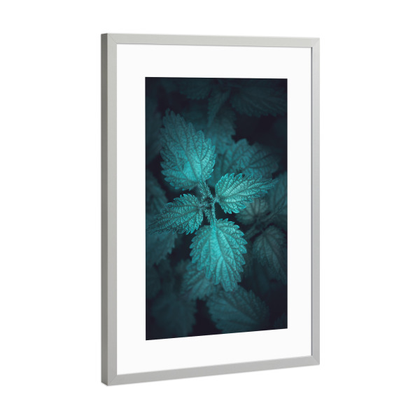 Poster mit Rahmen Silber "Gloomy Nettle" artboxONE - Natur,Floral - Brennnessel,Pflanze,Blätter,Dunkel,Urtica,Gloomy,Plant,Natur,Nature,Dark