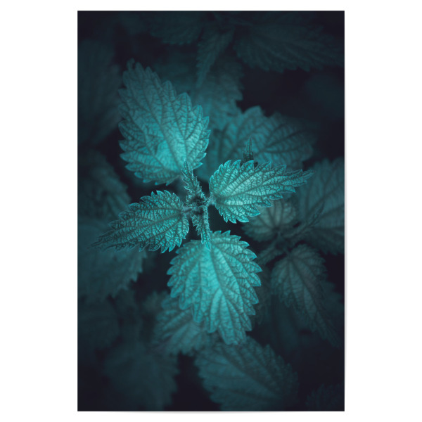 Poster "Gloomy Nettle" artboxONE - Natur,Floral - Brennnessel,Pflanze,Blätter,Dunkel,Urtica,Gloomy,Plant,Natur,Nature,Dark